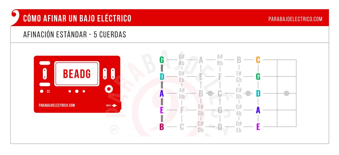 Cómo afinar Bajo de 5 cuerdas y notas hasta traste 5